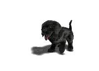 dog hund chien animal  gif anime animated animation tube - Ingyenes animált GIF