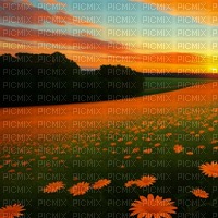 Orange Flower Field in Sunset - Free PNG