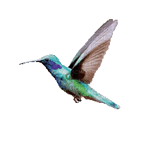 hummingbird - Gratis geanimeerde GIF