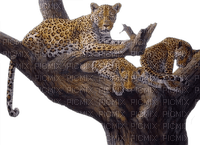 leopards - ilmainen png
