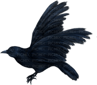 corbeau - Free PNG