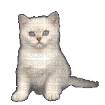 Animated White Cat Chat Kitten Kitty GIF