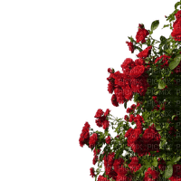 rosier rouge buisson - Free PNG