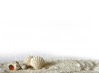 sea shells bp - gratis png