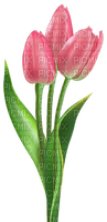 Tulips.Pink - nemokama png