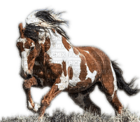 Rena Wildpferd Horse Pferd - png ฟรี