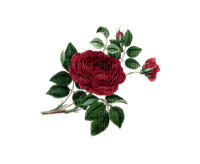 rose bud - бесплатно png