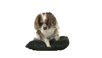 Kaz_Creations Animated  Dog Pup Dogs 🐶 - GIF animado grátis