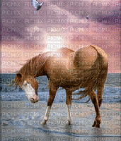 Cheval.Horse.Caballo.Victoriabea - Gratis animerad GIF