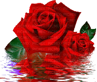MMarcia gif rosas fleur red reflexo - Bezmaksas animēts GIF