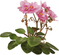 blommor-flowers-pink--rosa - gratis png