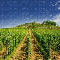 fond vineyard bp - δωρεάν png