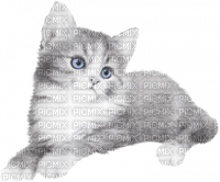 Chat - kostenlos png