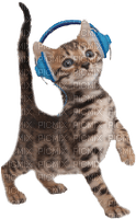 Kathleen Reynolds Cat Kitten - darmowe png