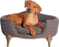 dog hund chien animal tube sofa furniture - png ฟรี