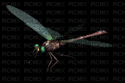 dragonfly - Nemokamas animacinis gif