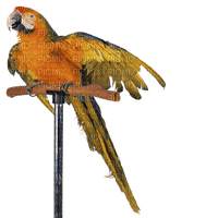 Parrot birds bp - 免费PNG