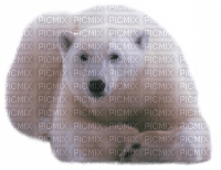 aze ours blanc White - Free PNG