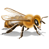 Bee Honey - Bogusia - png gratis