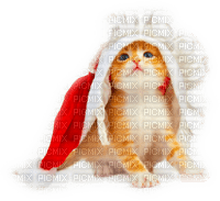 Kaz_Creations Cats Cat Kittens Kitten  Christmas - фрее пнг
