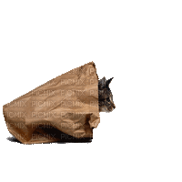 un chat caché dans une poche - Безплатен анимиран GIF