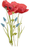 poppy flower  coquelicot fleur
