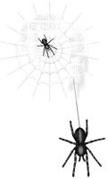 Spiders.Web.White.Black - 免费PNG