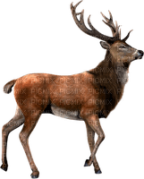 Deer.Brown.White - besplatni png