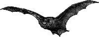 bat - Zdarma animovaný GIF