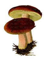 syksy sieni sisustus autumn mushroom decor - png ฟรี