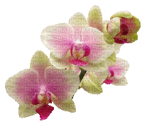 Orchideen, Blumen, Flowers