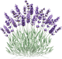 soave deco laventer flowers field green purple - gratis png