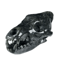 Skull head overlay - бесплатно png