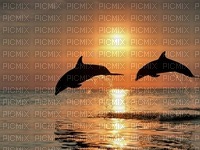 Delfines - png gratuito