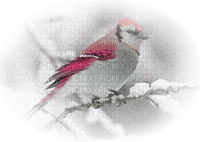 bird-fågel-vinter-minou52 - ücretsiz png