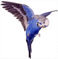 birds budgerigar bp - 免费PNG