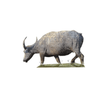 buffalo - 免费PNG
