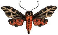 butterfly butterflies bp - Ücretsiz animasyonlu GIF