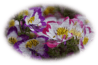 patymirabelle fleurs - безплатен png