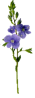 Flores moradas - GIF animado gratis