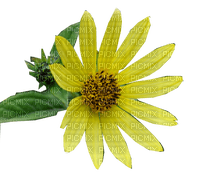 FLOWER,wild sunflower - PNG gratuit