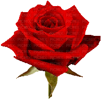 rose rouge coeur 1 - Бесплатный анимированный гифка