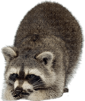Kaz_Creations Raccoon - 免费PNG