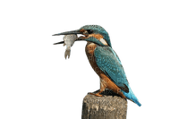 bird/fish - png grátis