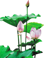 Lotus - nemokama png