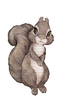 animated squirrel - Darmowy animowany GIF
