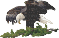aguila by EstrellaCristal - Free PNG