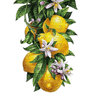 lemon tree Bb2 - png grátis