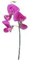 Plants.fleur.flower.orchid.Victoriabea - GIF animé gratuit
