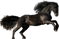 horse. horses bp - GIF animasi gratis